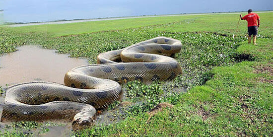 Largest size Anaconda snake