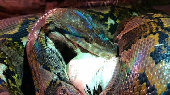 What Reticulated python eats