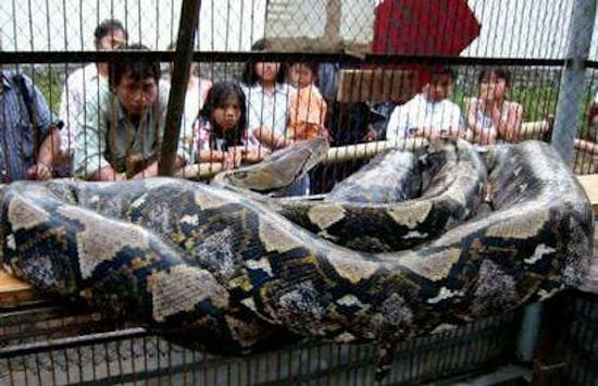 Largest reticulated python in the world