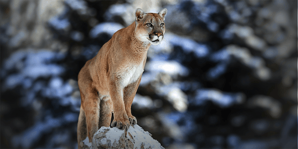 Why spoting cougar is difficult