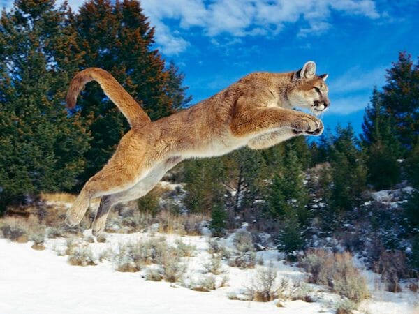 Cougar hunting jump