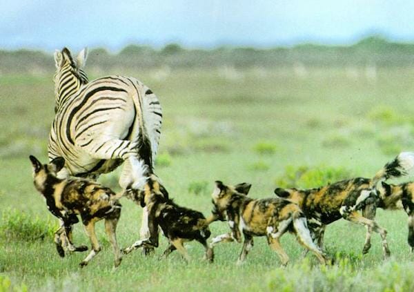 Wild dogs hunting on large zebra