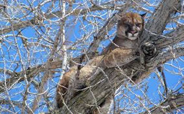 Why Cougars climb trees
