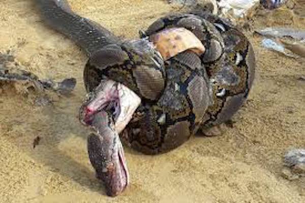 Reticulated python vs King cobra- who will win