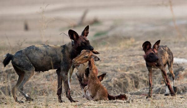 African wild dogs eating Impala