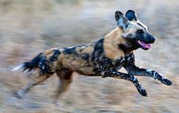 How fast African wild dog runs