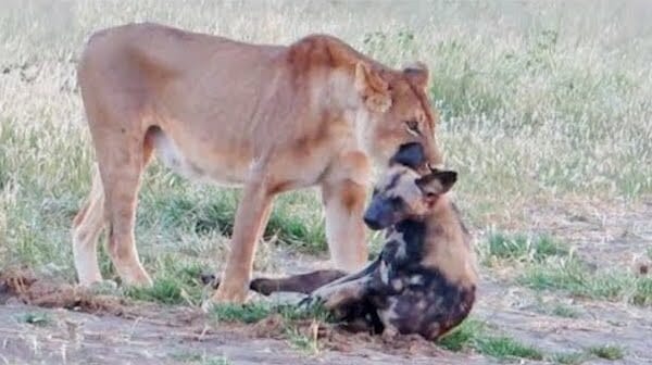 Lion killing an african wild dog