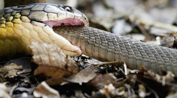 King cobra snake eater
