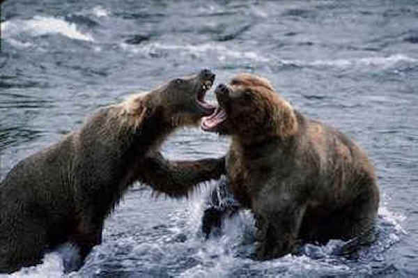 How Bear defend itself from predators?