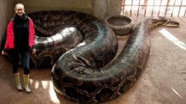Largest size Anaconda