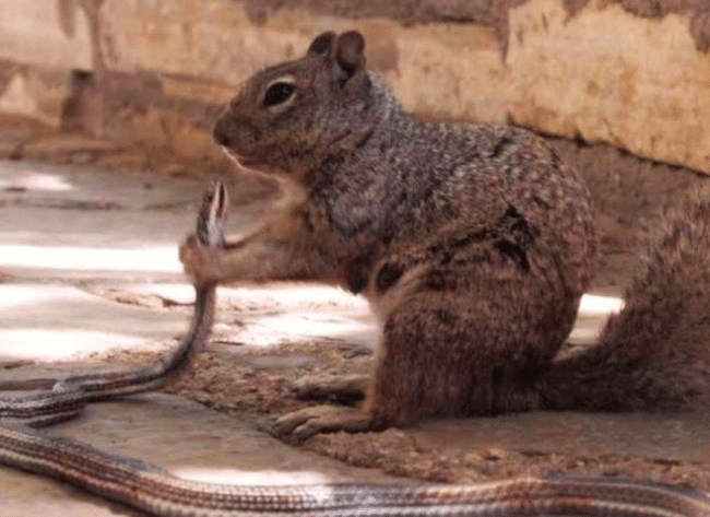 snake vs squirrel- who will win?