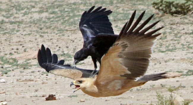 crow vs eagle fight