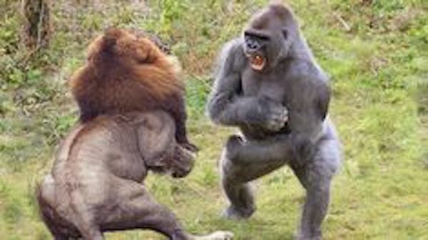 african lion vs gorilla fight