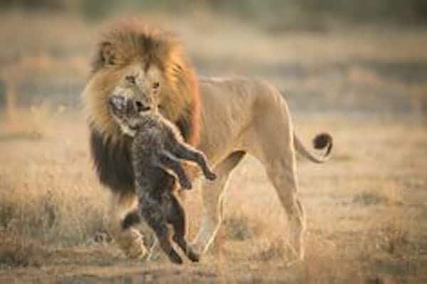 Lion in fight with honey badger