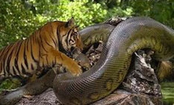 Siberian tiger vs green anaconda