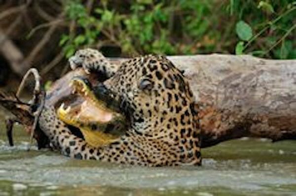 jaguar eating a crocodile