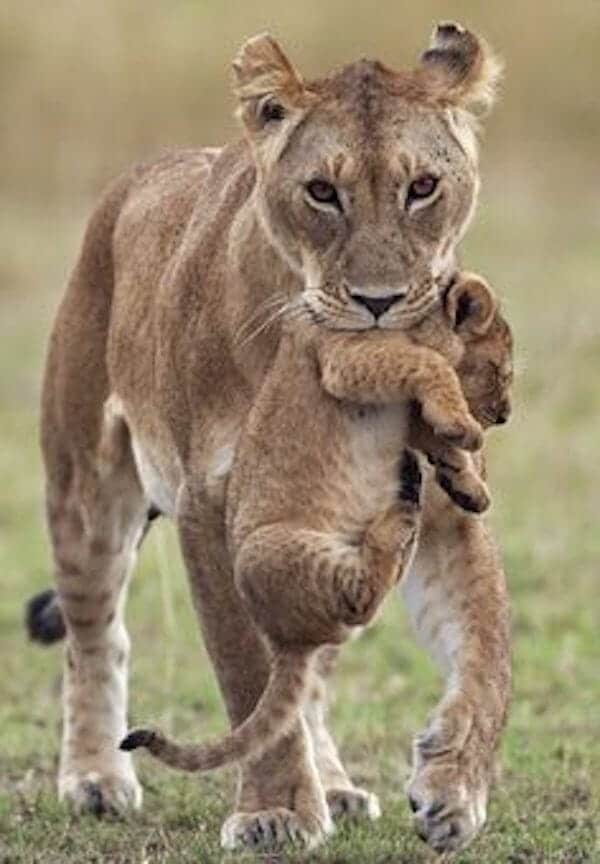 Aggressive lion with cub