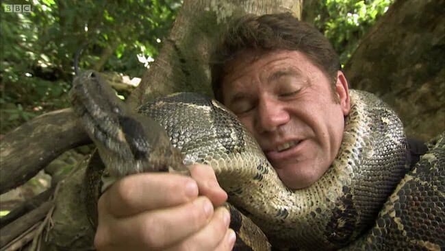 What to do if you encounter an Anaconda?