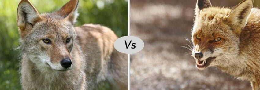 Fox vs coyote fight