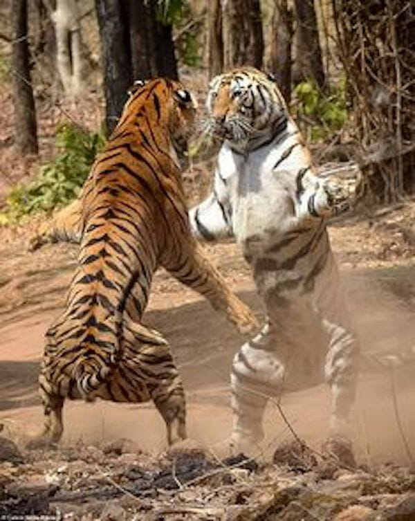 siberian tigers are fighting with each other