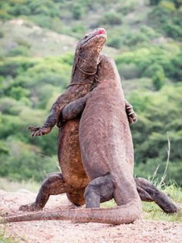 Komodo dragon fighting with each other