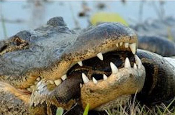 Salt water crocodile vs green anaconda