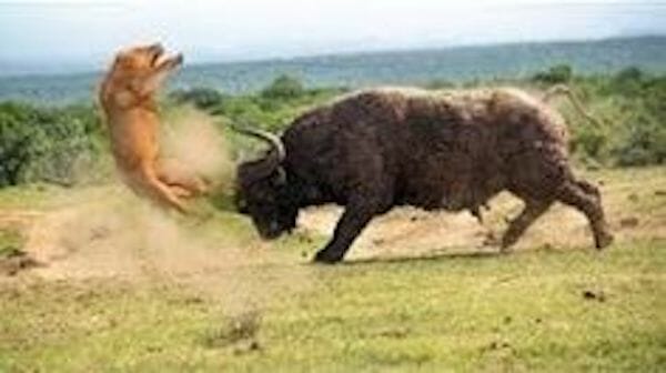 African buffalo vs lion