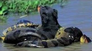 Anaconda attacking in water