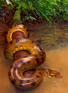 Largest anaconda on amazon river
