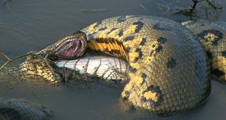 alligator vs anaconda