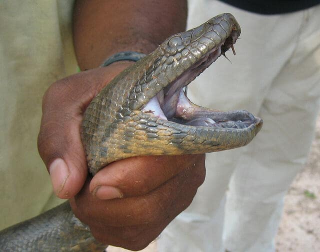 Does Anaconda have teeth?