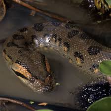 Can Anaconda swim in saltwater?